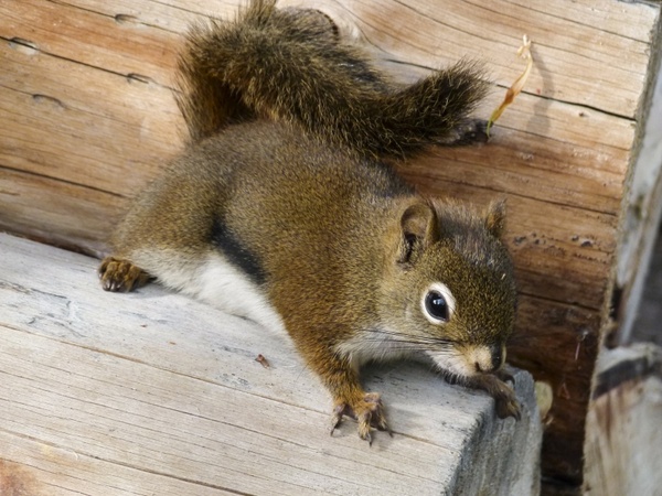 ground squirrel animal nature