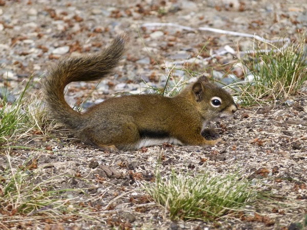 ground squirrel animal outdoor