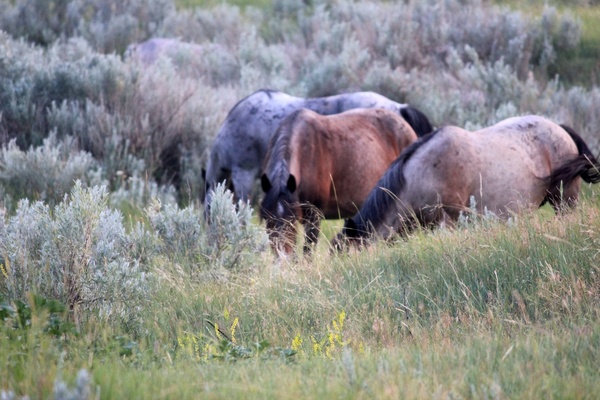 group of horses out in the wild at theodore roosevelt national park north dakota