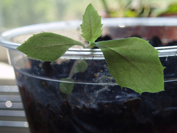 growing a seed in a cup