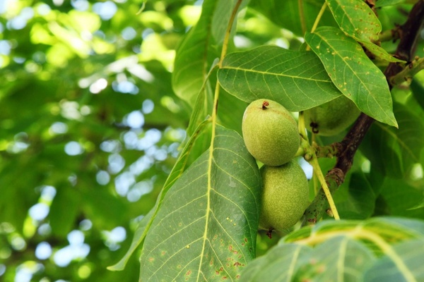 growing walnuts