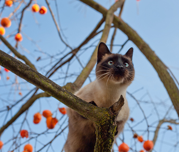 guardian of the persimmon tree 