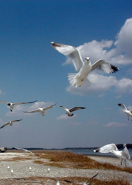 gull flight