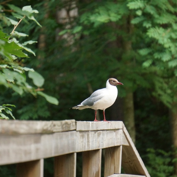 gull larus ridibundus white bird