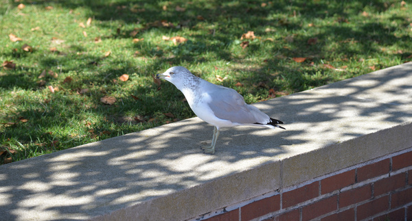 gull on liberty is 10 12 14 8