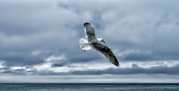 gull sea gull nature