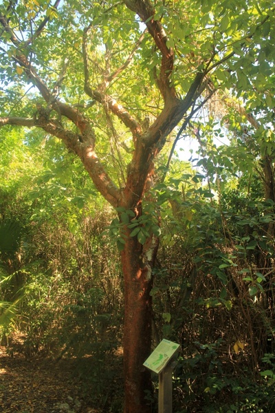 Gumbo limbo tree Free stock photos in jpg format for free download 1.95MB