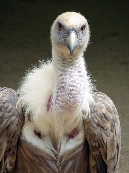 gyps fulvus griffin vulture bird