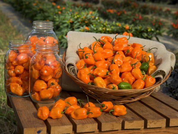 habanero peppers food produce