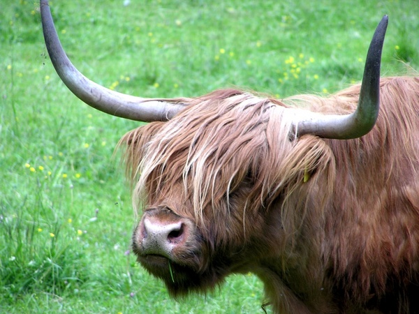 haighlander cow bovino