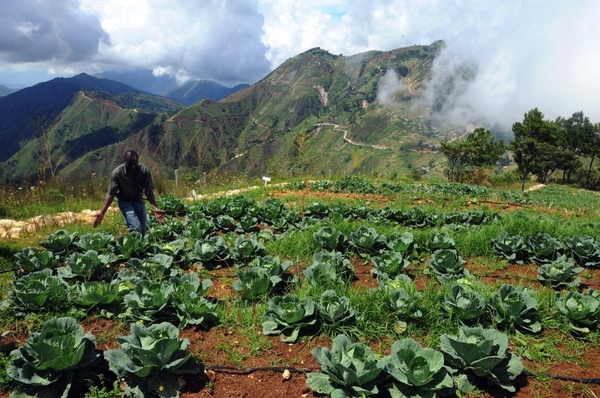 haiti landscape crops