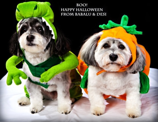 halloween hat puppy pictures