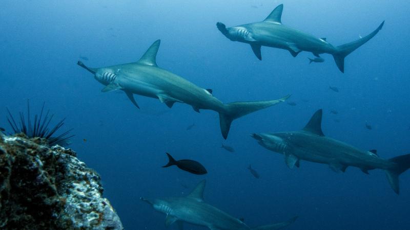 hammerhead shark scene picture elegant dynamic contrast 