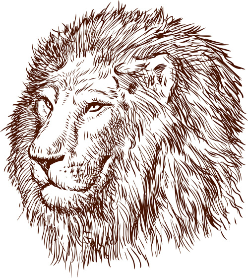 hand drawing lion vector 