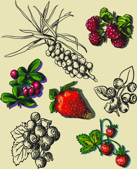 hand drawn berry creative vector