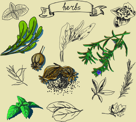 Herbs Outline Vector Art, Icons, and Graphics for Free Download