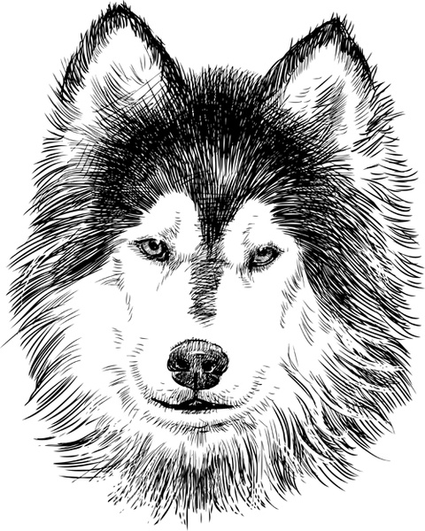 hand drawn huskies dog vector