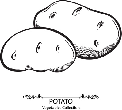 hand drawn potato vegetables vector