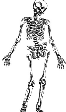 Hand Drawn Skeleton