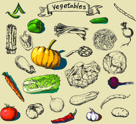hand drawn vegetables creative vector