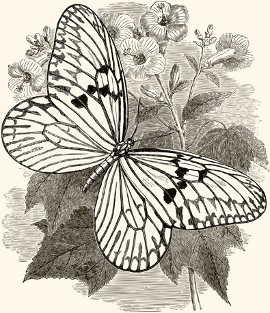 Hand drawn vintage butterflies vectors set Free vector in ...