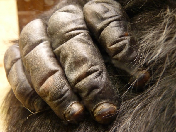 hand gorilla monkey
