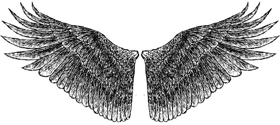 HandDrawn Wings 