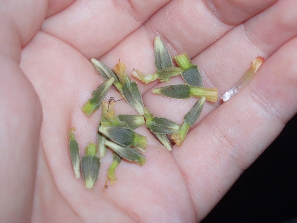 handful of seeds