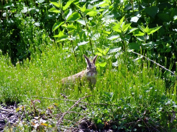 hare easter bunny wild rabbit