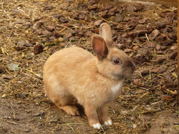 hare rabbit dwarf bunny