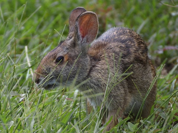 hare rabbit easter