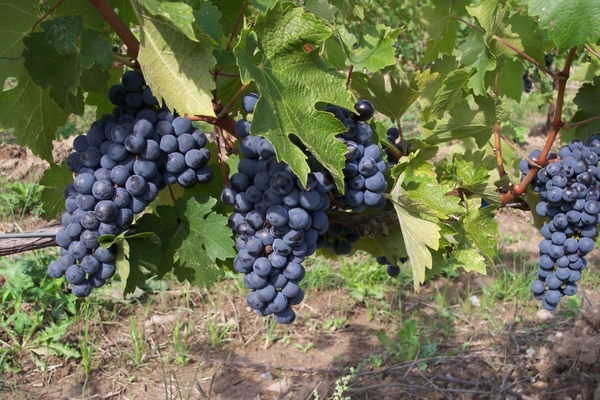 harvest grapes