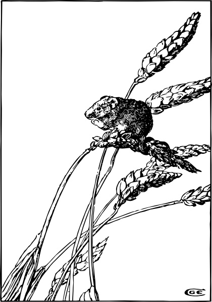 Harvest Mouse clip art
