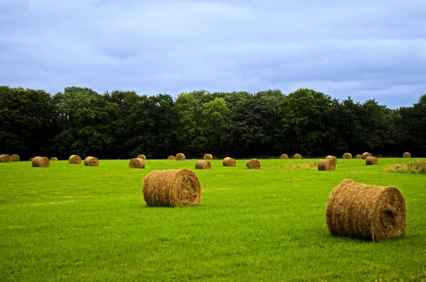 harvested field with straw