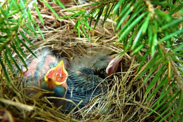 hatched chicks bird