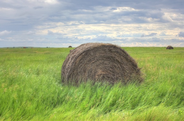 hay barrel on the fields at white butte north dakota 