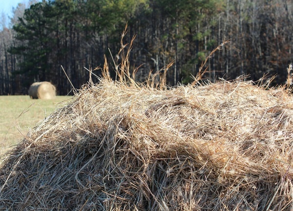 hay pile fodder dried grass