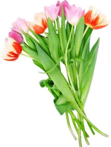 Flowers Png Pictures Hd | Best Flower Site