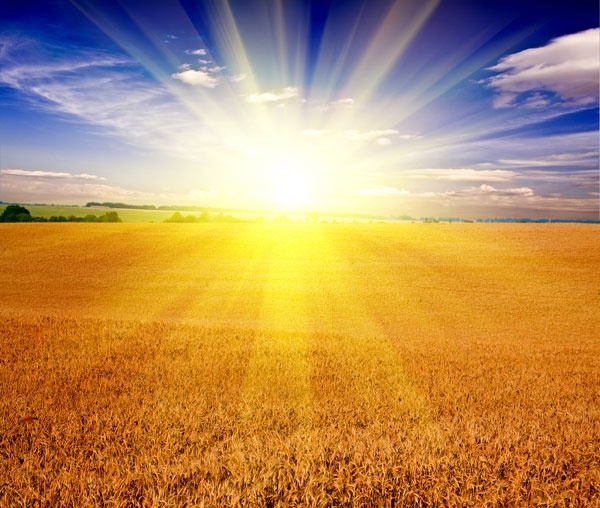 hd picture 5 of the wheat fields under the sun