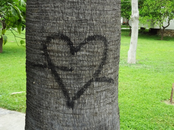 heart tree love