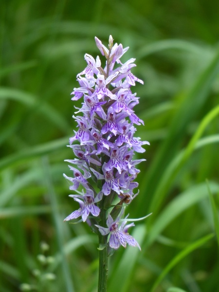 heath spotted orchid orchid flower