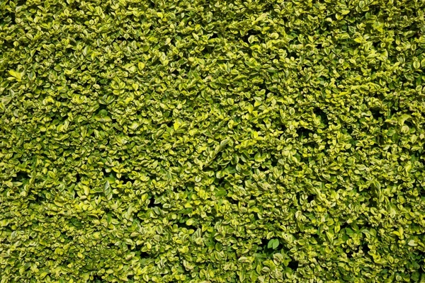hedge green leaf