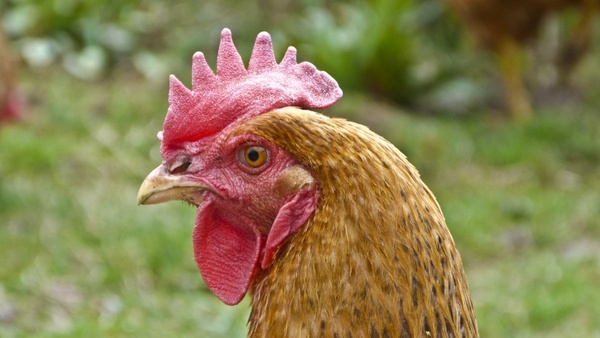 Hen picture photos free download 59 .jpg files