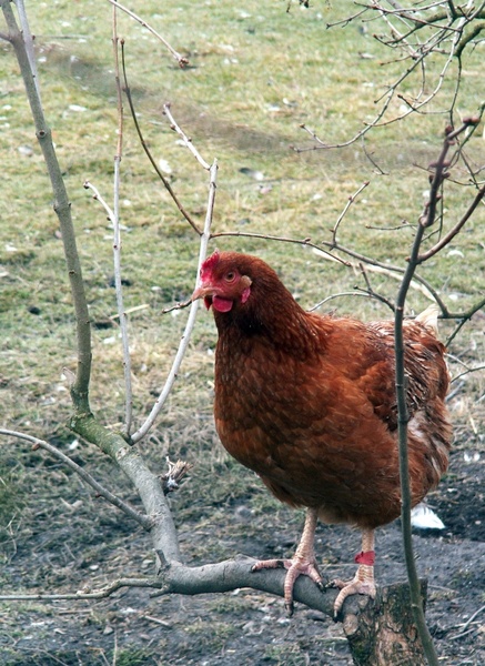 hen poultry brown 