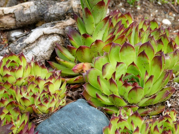 hens and chicks plant nature 