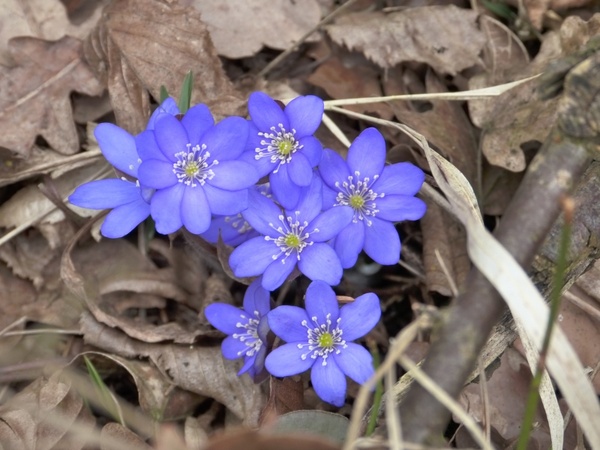 hepatica flower hepatica nobilis 