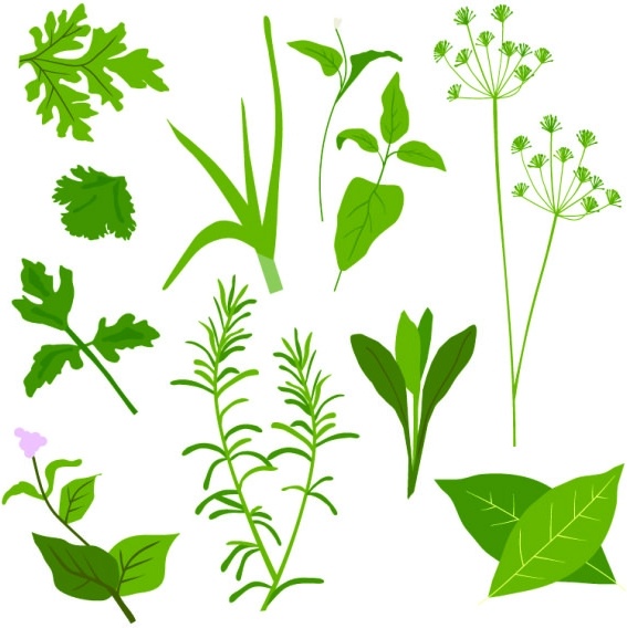 herbal leaves 01 vector 