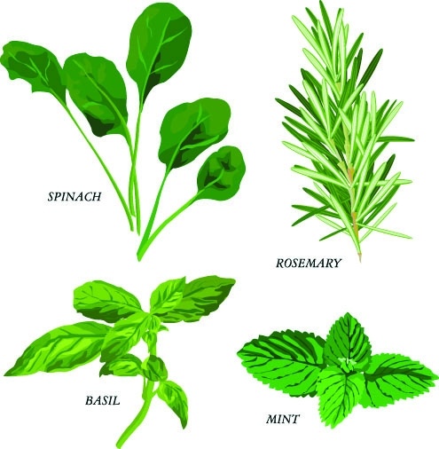 herbal leaves 03 vector