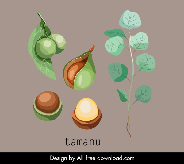 herbal plant icon tamanu fruit leaf sketch