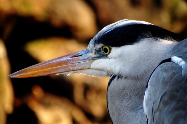 heron up close